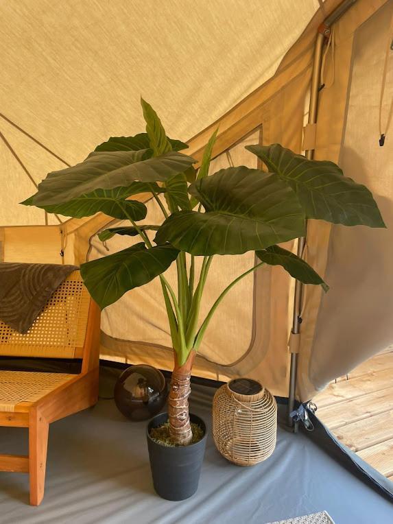 Alocasia Membre Exterior photo
